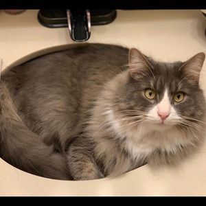 Lucifer! (Lucy Fur Fur)